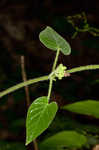 Maroon Carolina milkvine